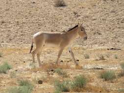 Image of Asian Wild Ass