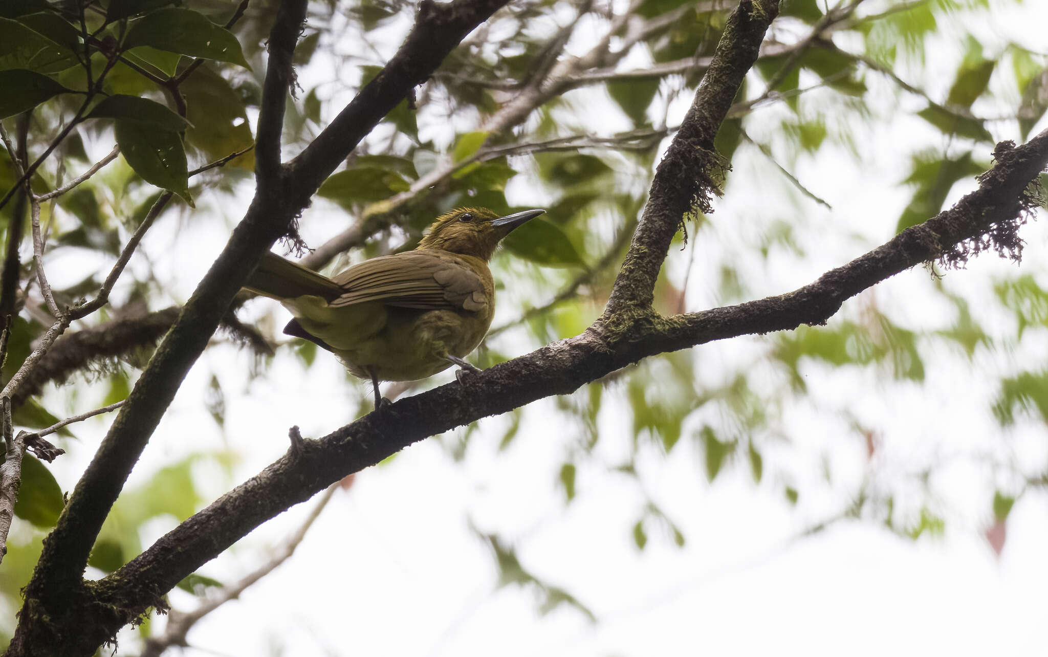 Image of Yellowish Bulbul