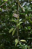 Image of Hoya wightii Hook. fil.