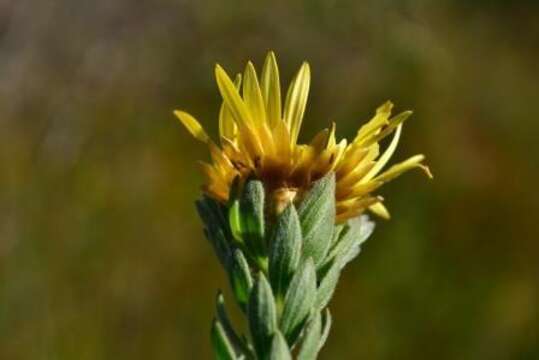 Image of Oedera calycina subsp. calycina