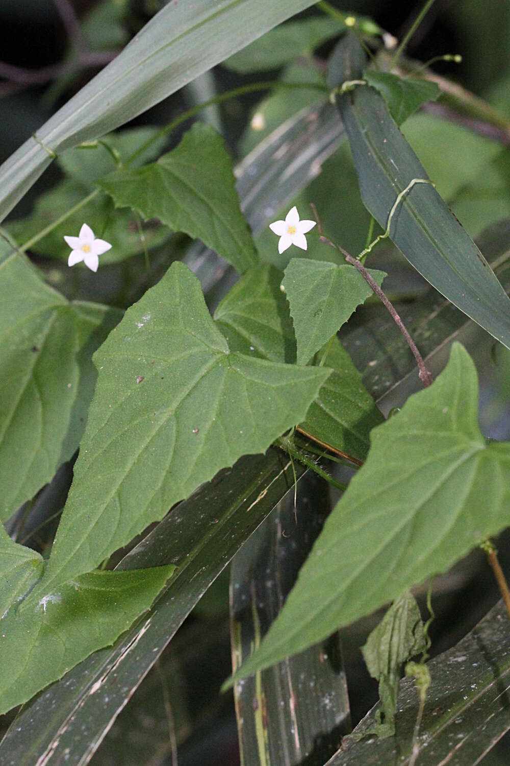 Image of Zehneria cunninghamii F. Müll.