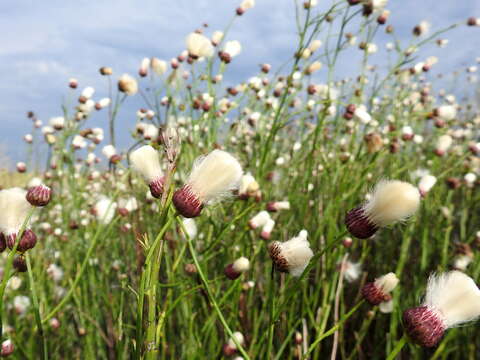 صورة Baccharis juncea (Lehm.) Desf.