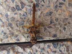 Image de Sympetrum gilvum (Selys 1884)