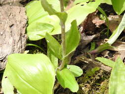 Antennaria parlinii subsp. parlinii resmi