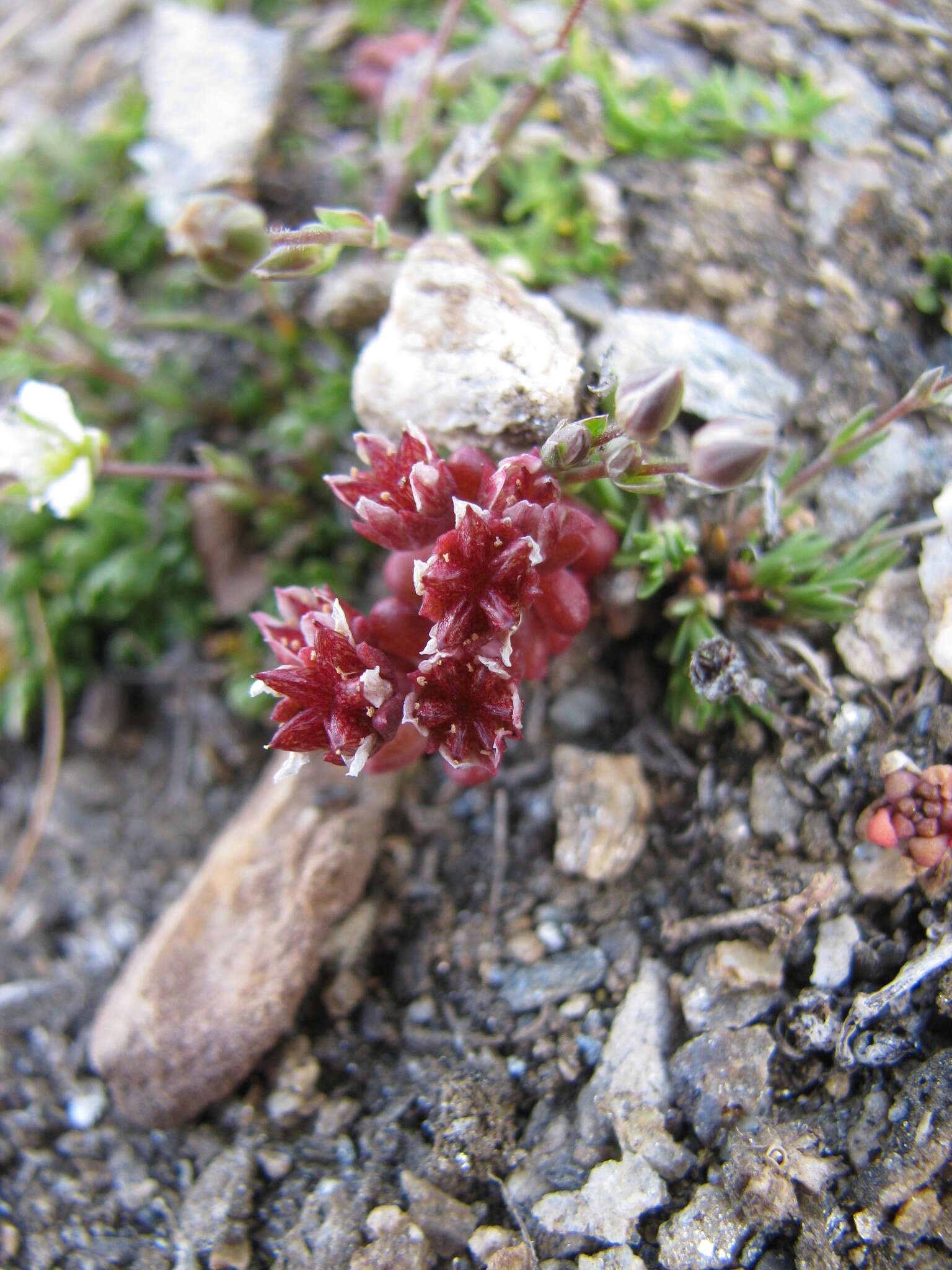 Слика од Sedum atratum L.