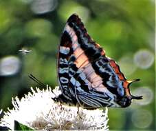 Image of <i>Charaxes <i>druceanus</i></i> druceanus