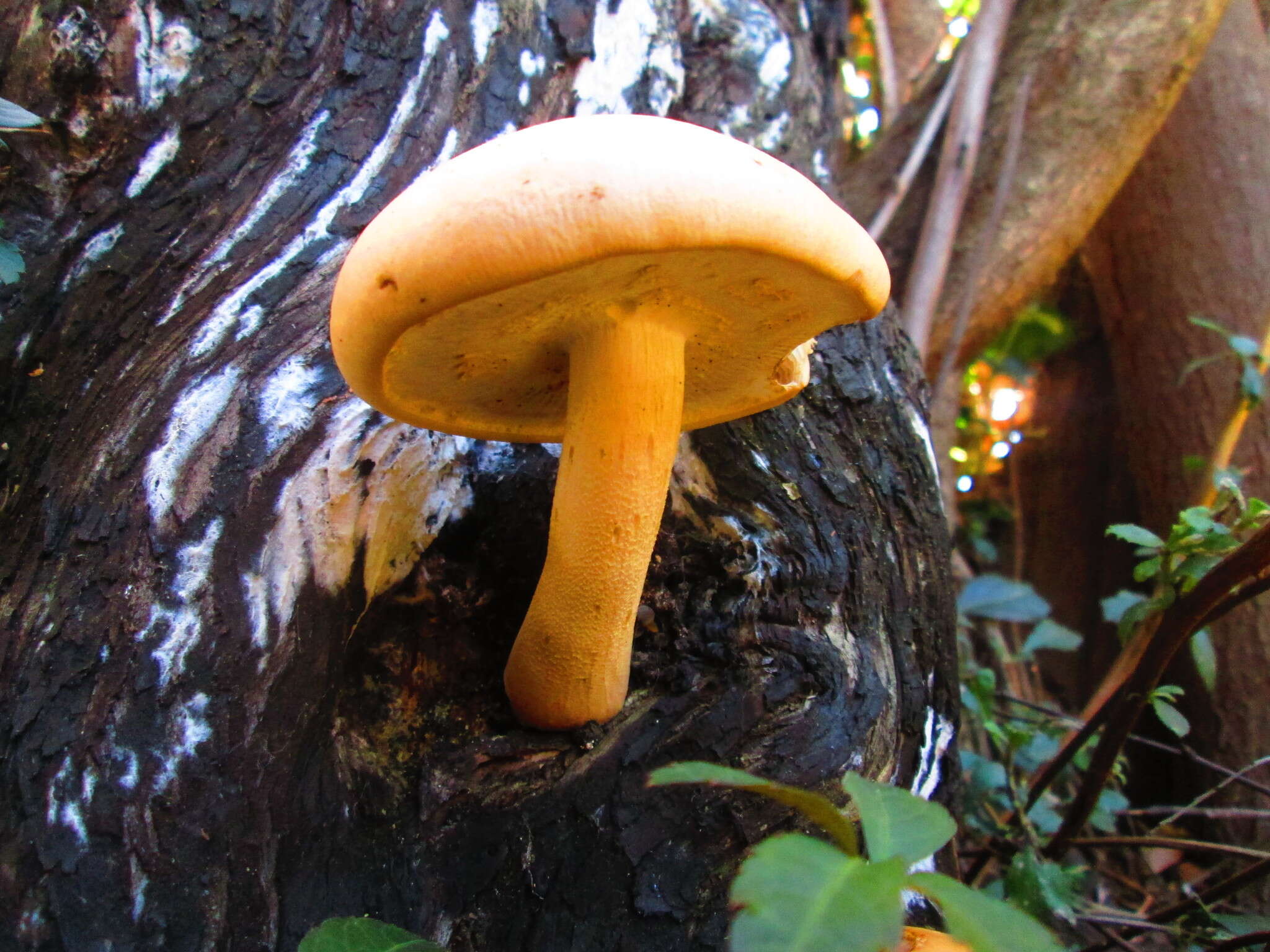 Image of Cyclocybe cylindracea (DC.) Vizzini & Angelini 2014