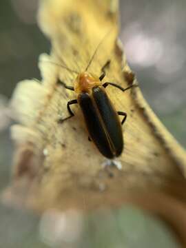 Image of Photuris (Photuris) fulvipes (Blanchard ex Brullé 1846)