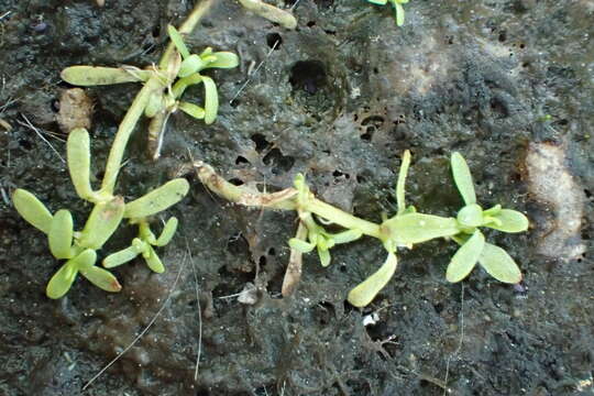 Image of winged water-starwort