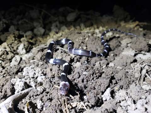 Image of Malayan Banded Wolf Snake