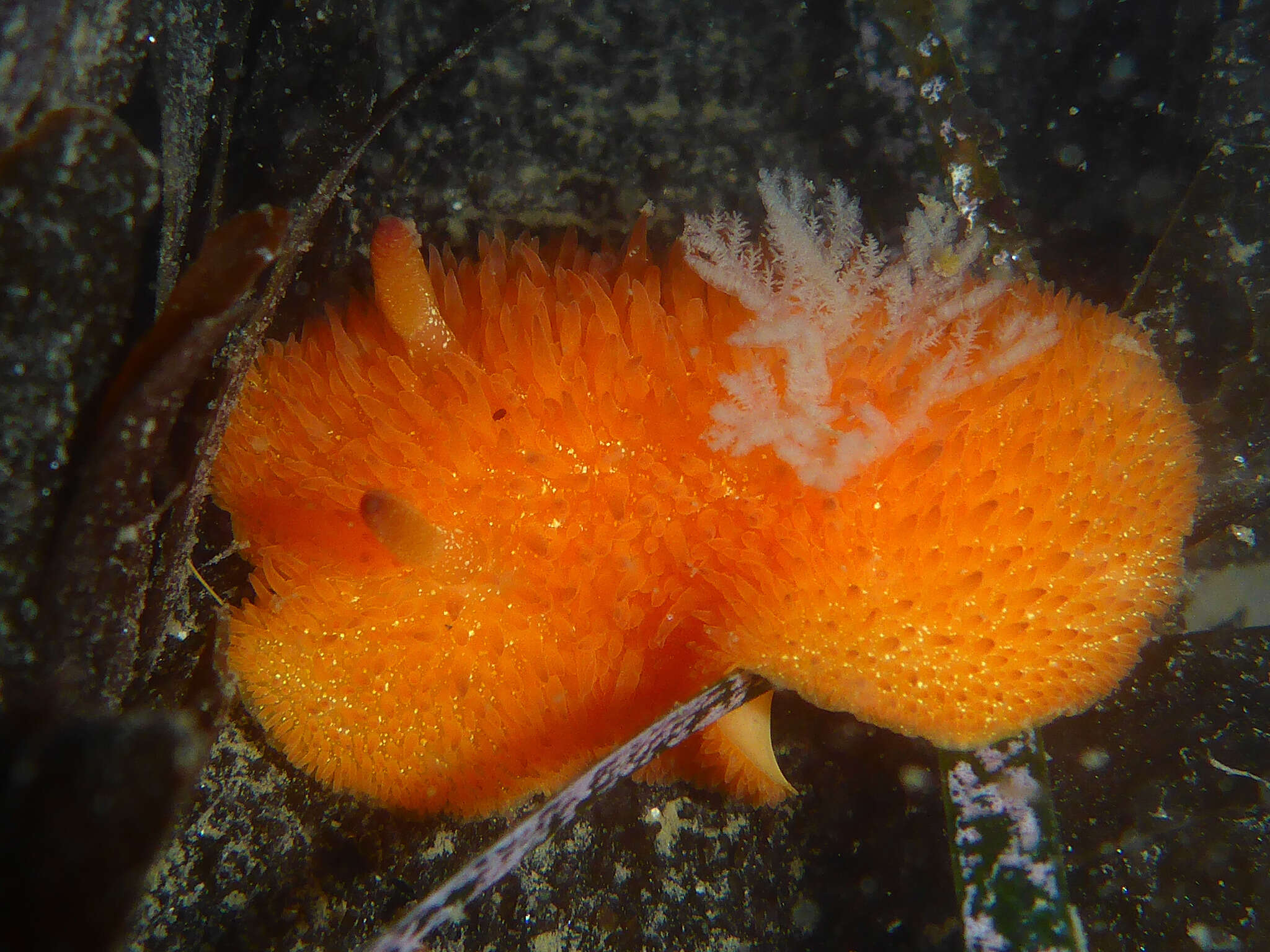 Image of Orange-peel doris