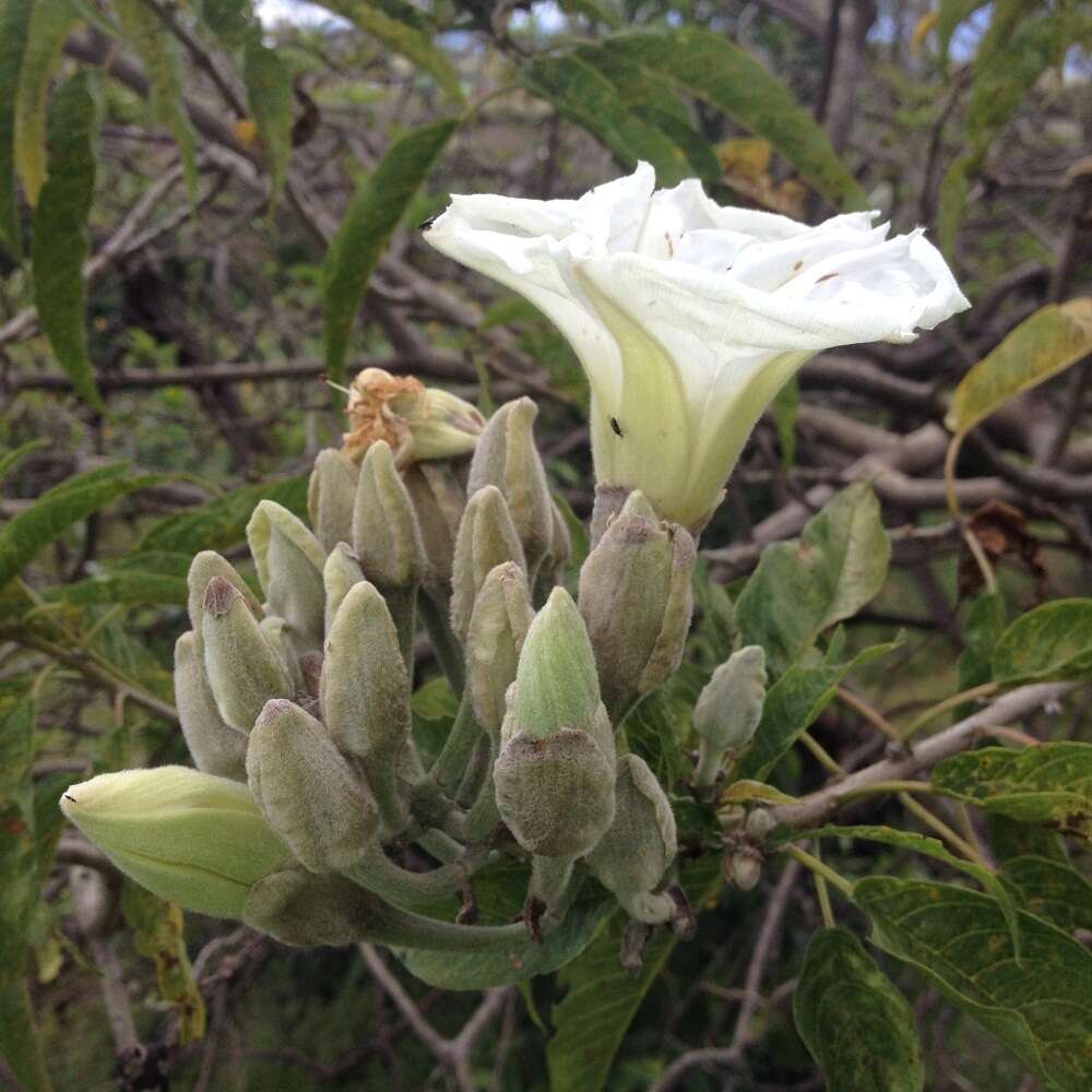 Sivun Ipomoea murucoides Roem. & Schult. kuva