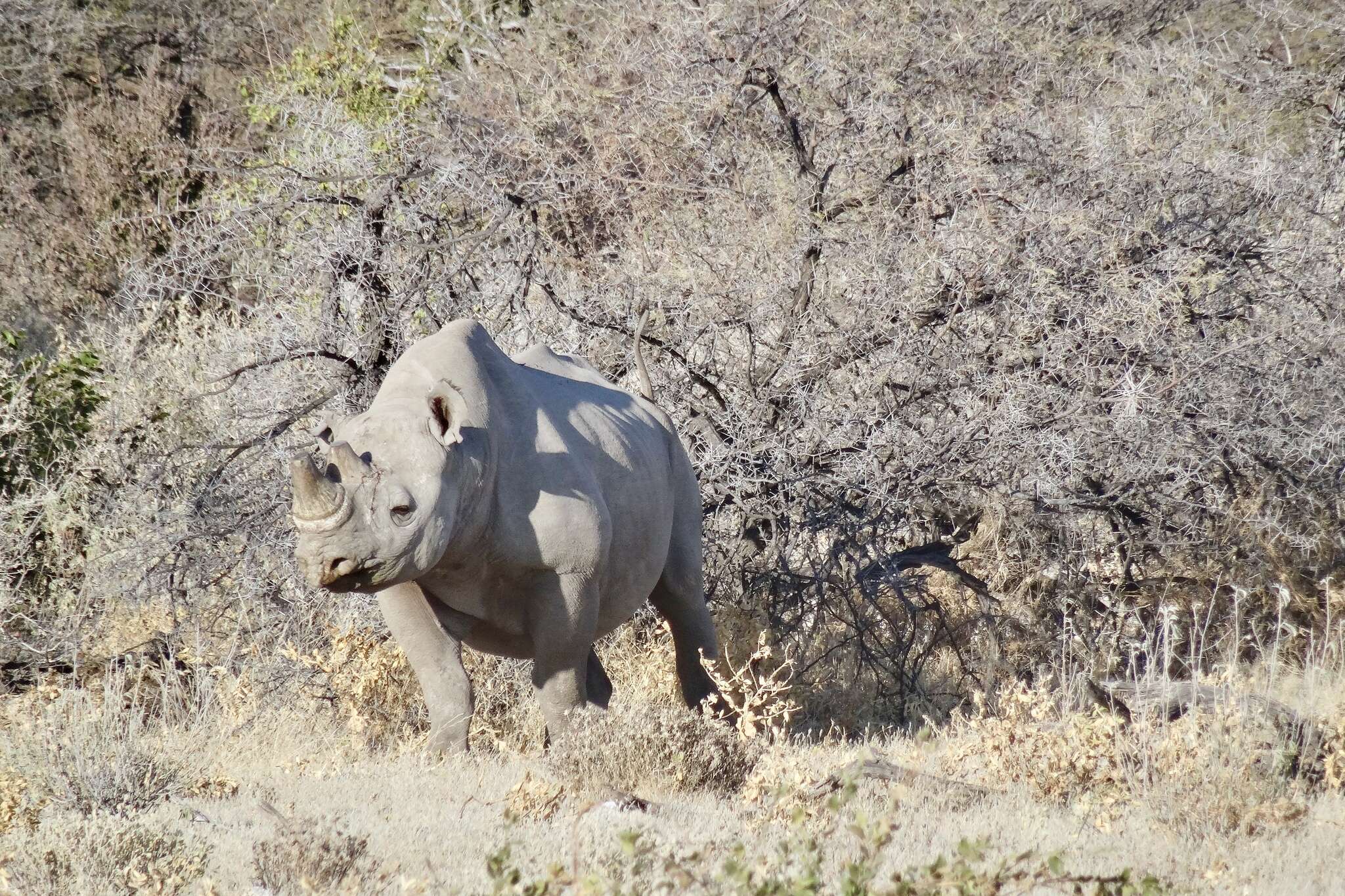 Image of Cape rhinoceros