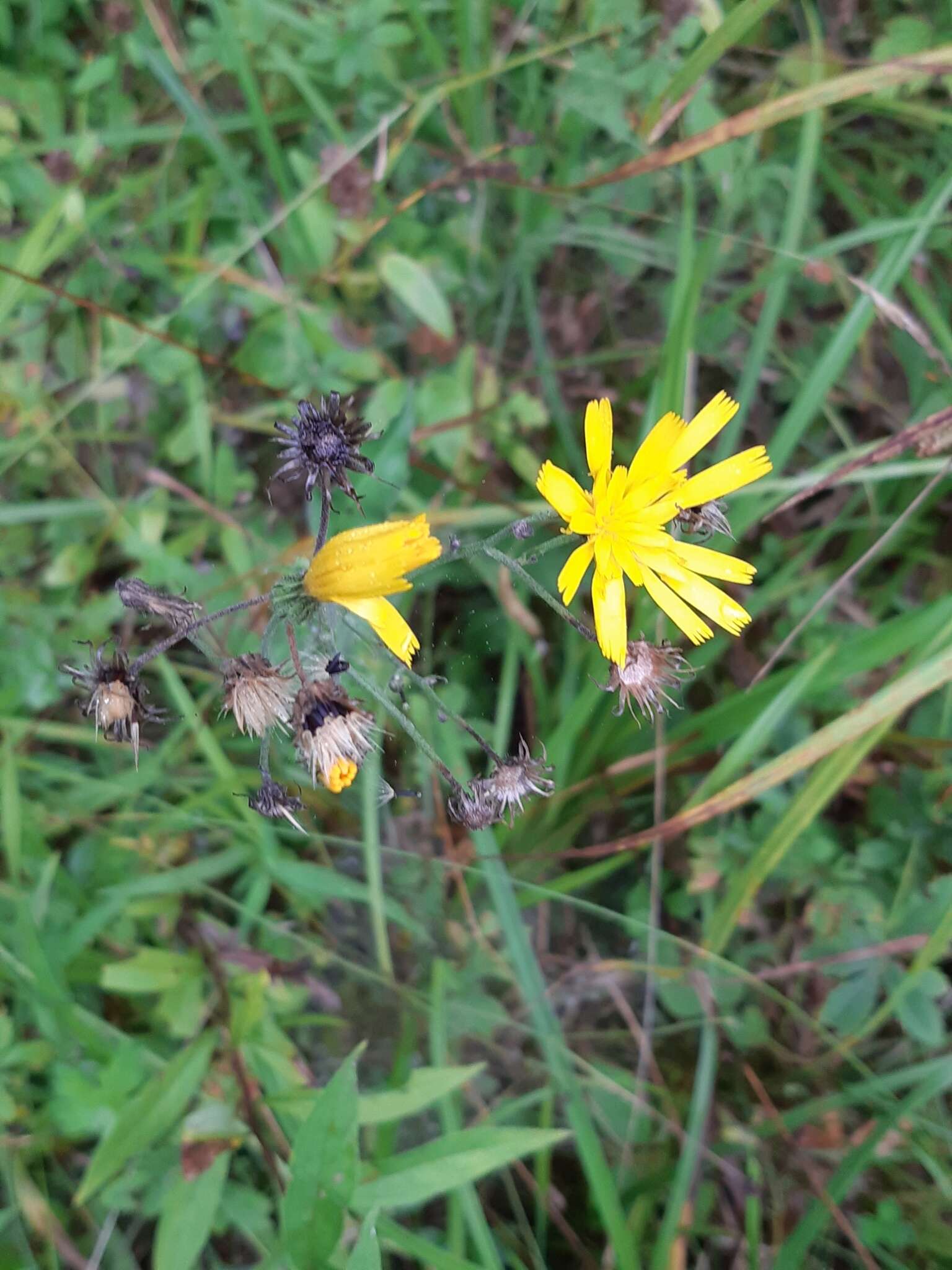 Image of Common hawkweed