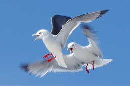 Image of Red-legged Kittiwake