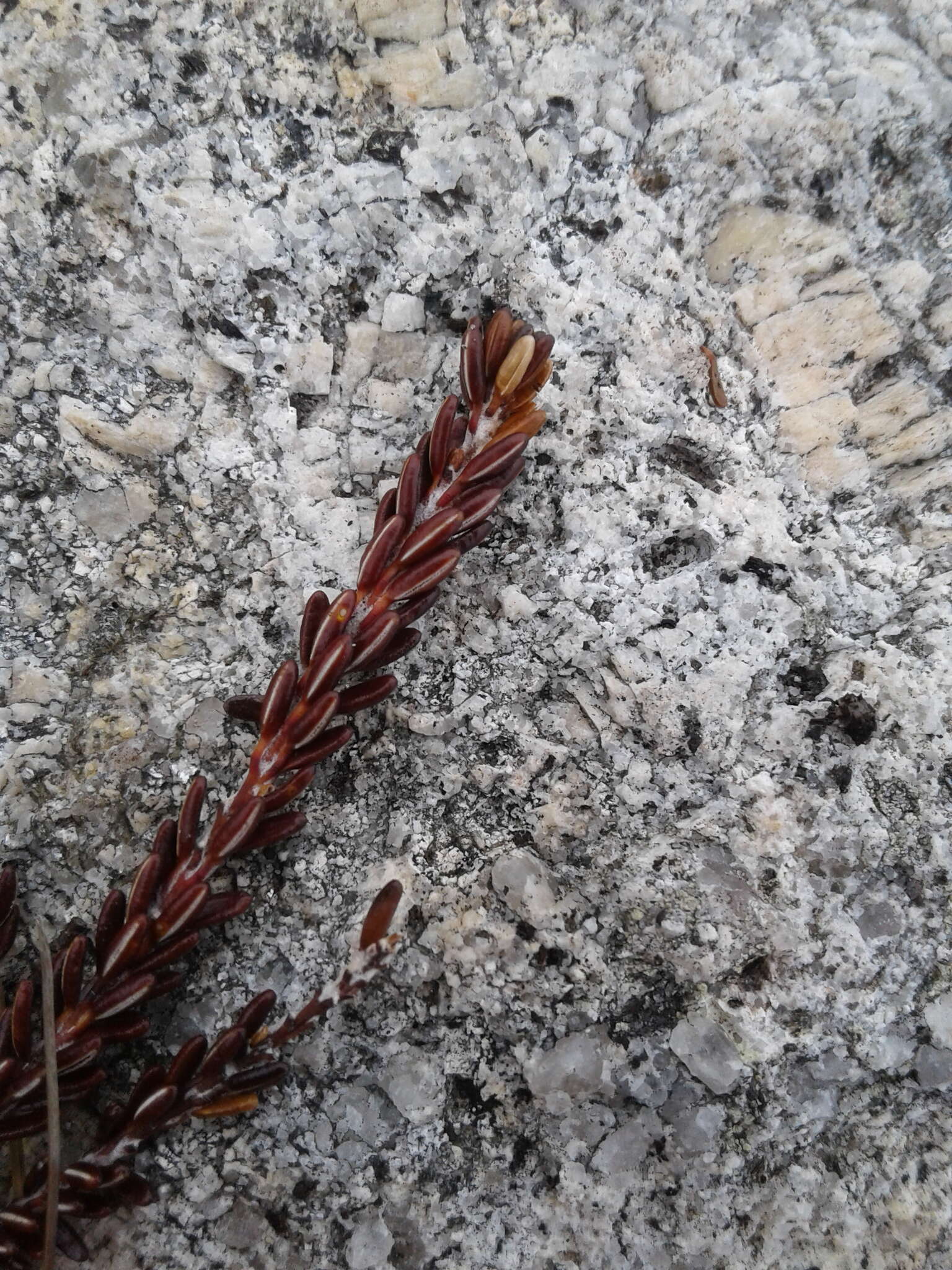 Image of purple crowberry