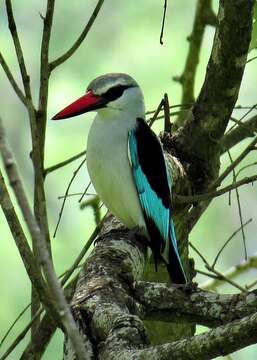 صورة Halcyon senegalensis cyanoleuca (Vieillot 1818)