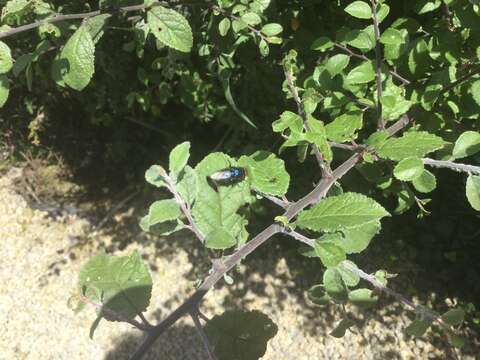 Image de Protocalliphora azurea (Fallen 1817)