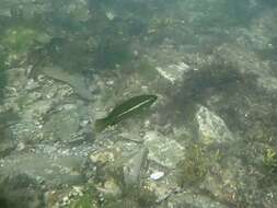 Image of Ballan Wrasse