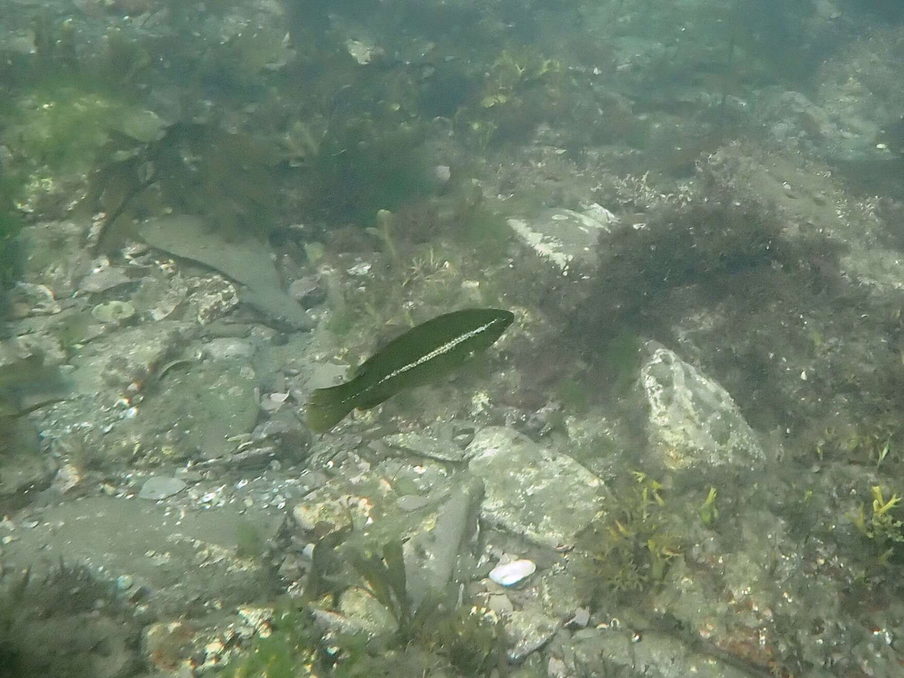 Image of Ballan Wrasse