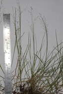 Image of bog muhly