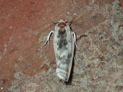 Image of Schlaeger's Fruitworm Moth