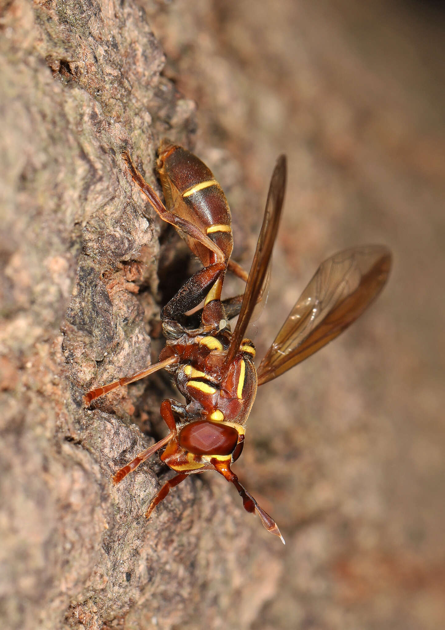 Image de Polybiomyia schnablei (Williston 1892)