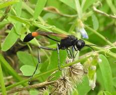 Image of Ammophila placida F. Smith 1856