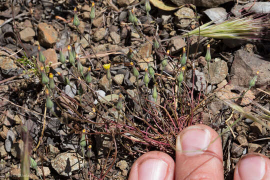 Malacothrix clevelandii A. Gray resmi