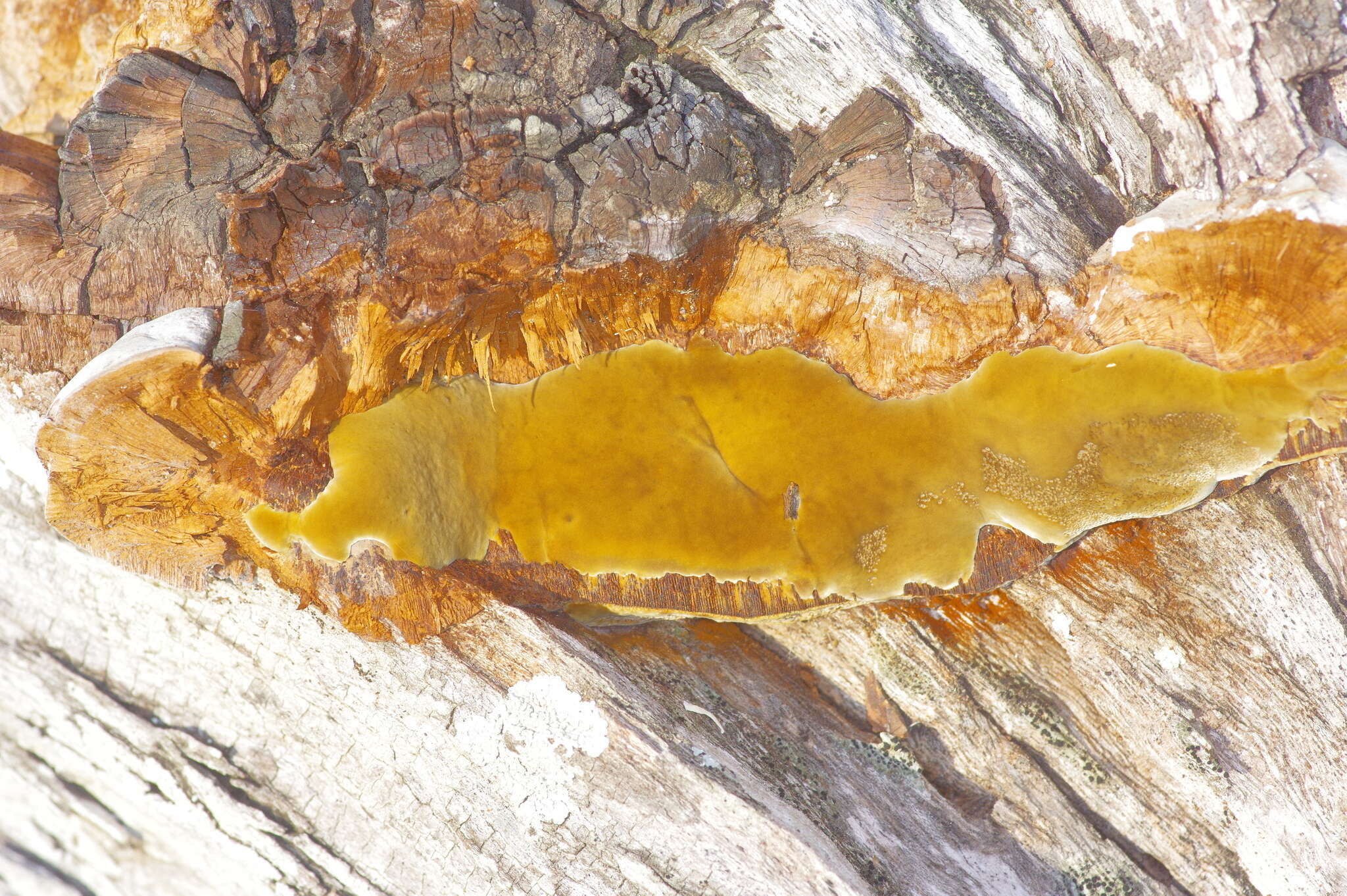 Image of Phellinus badius (Cooke) G. Cunn. 1965