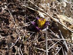 Image of Pulsatilla pratensis subsp. hungarica Soó