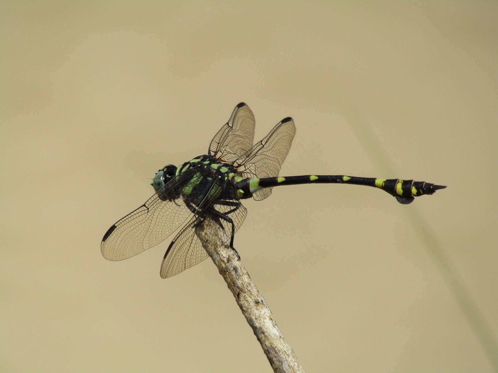 Imagem de Ictinogomphus decoratus (Selys 1854)