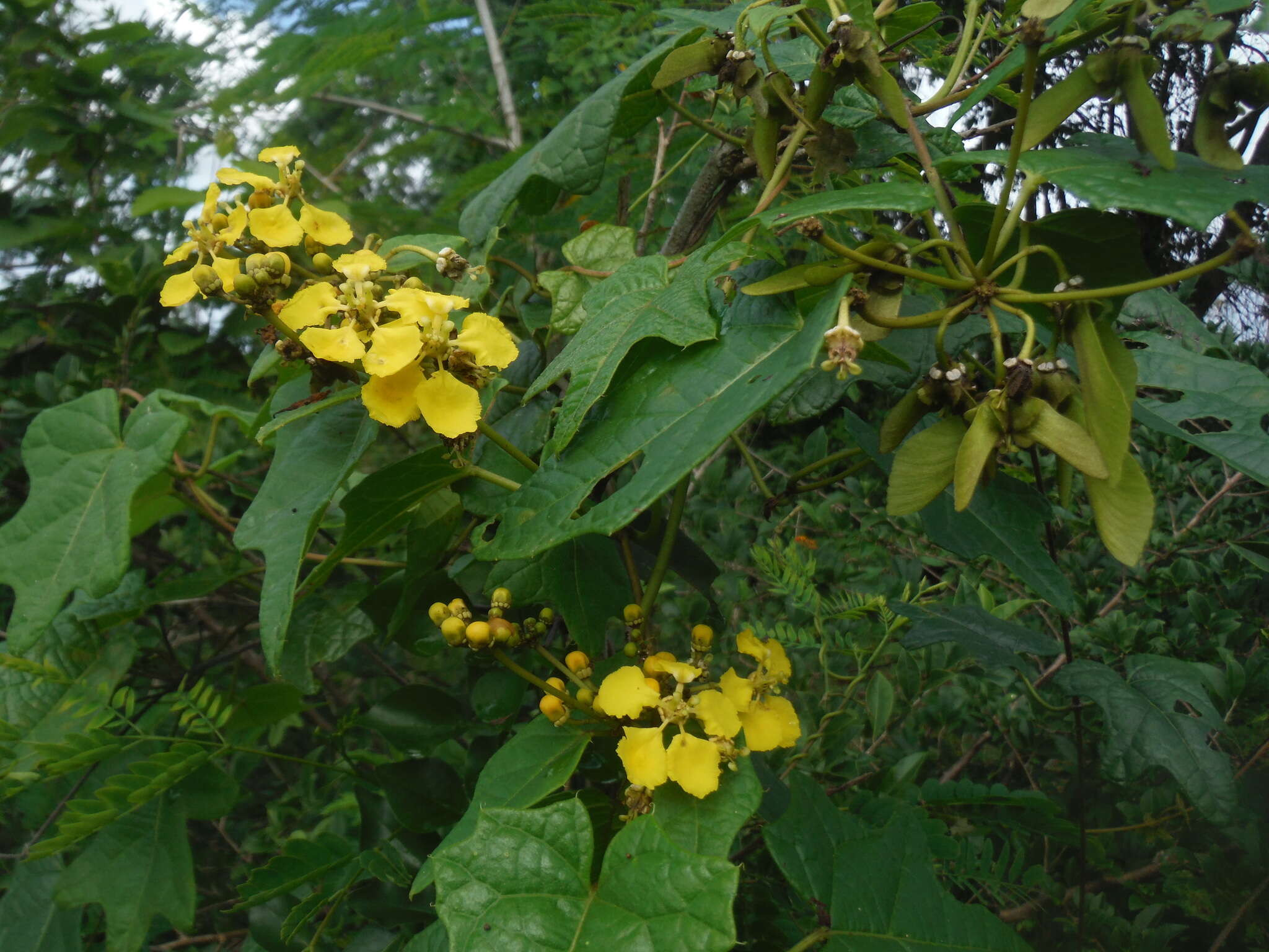 Image of Stigmaphyllon angulosum (L.) A. Juss.