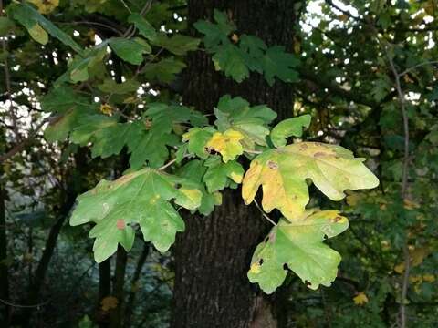 Image of bloodtwig dogwood