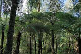 Image of Rough Tree Fern