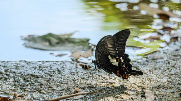 Papilio helenus Linnaeus 1758 resmi