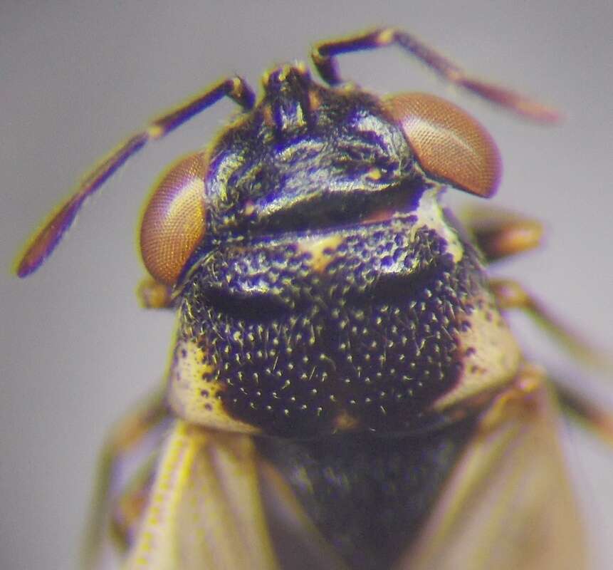 Image of <i>Geocoris pallidipennis</i>