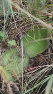 Image of Haemanthus humilis subsp. hirsutus (Baker) Snijman