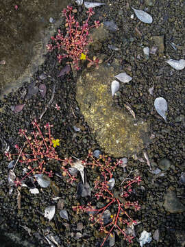 Image of tiny purslane