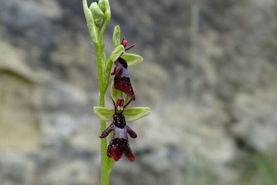 Слика од Ophrys insectifera subsp. insectifera