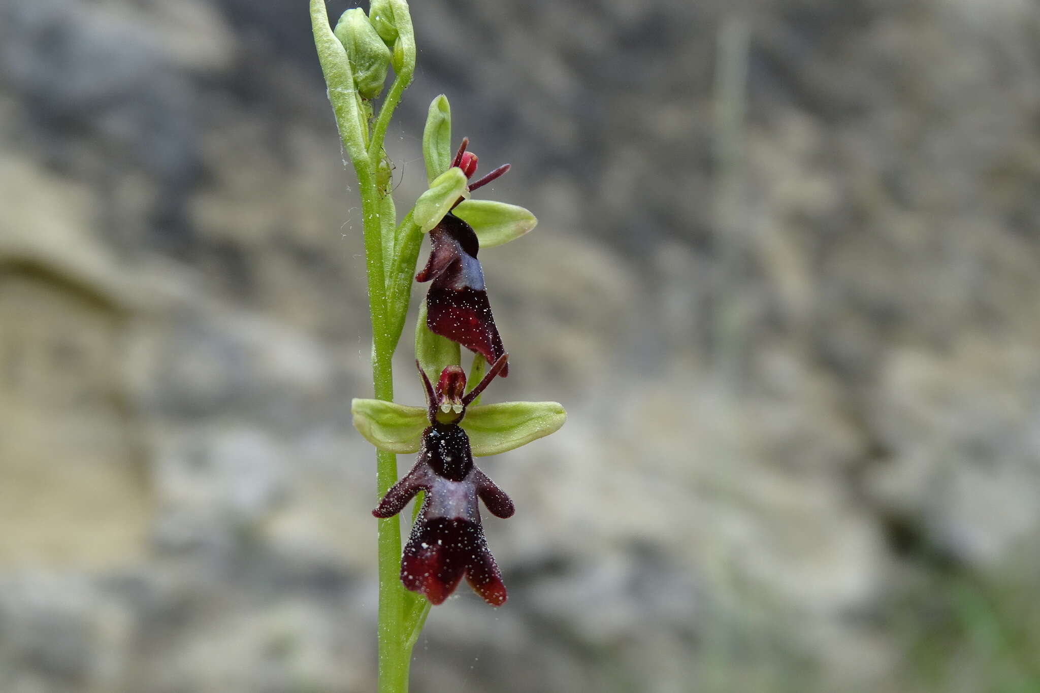 Слика од Ophrys insectifera subsp. insectifera