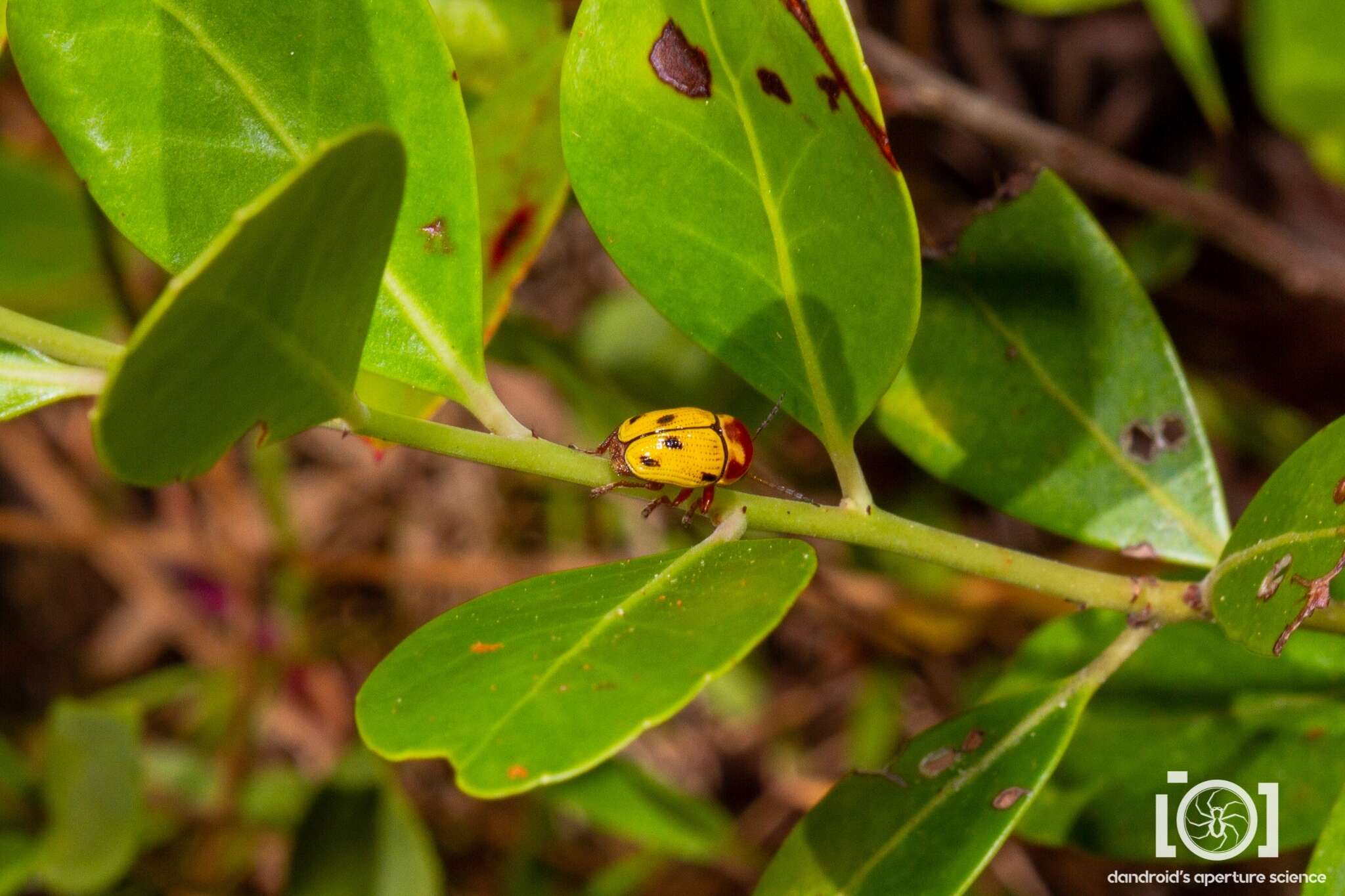 Cryptocephalus aulicus Haldeman 1849 resmi