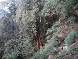 Image of Chamaecyparis obtusa var. formosana (Hayata) Hayata