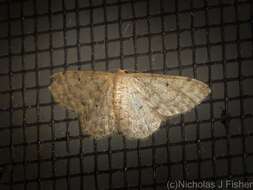 صورة Idaea pilosata Warren 1898