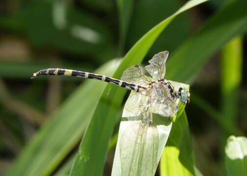 صورة Antipodogomphus proselythus (Martin 1901)