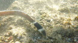 Image of Black-neck snake eel