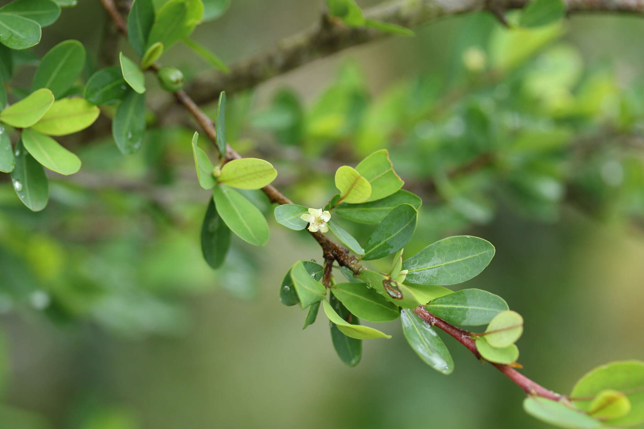 Image of Erythroxylum delagoense Schinz.