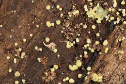 Image of Trichoderma deliquescens (Sopp) Jaklitsch 2011