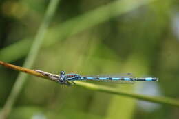 Image of Southern Damselfly