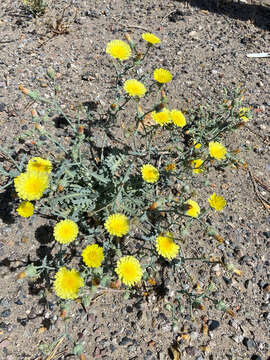 Image of sowthistle desertdandelion